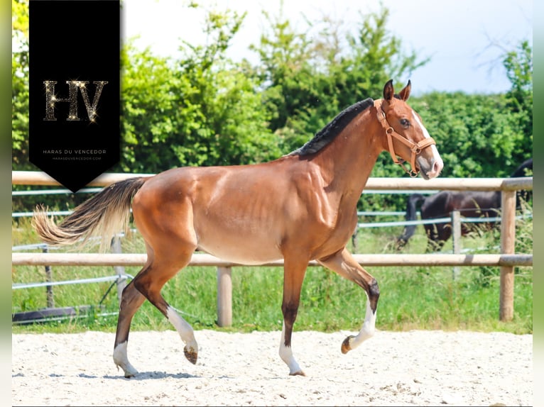 Lusitanos Hengst 1 Jahr Brauner in Marly-sous-Issy