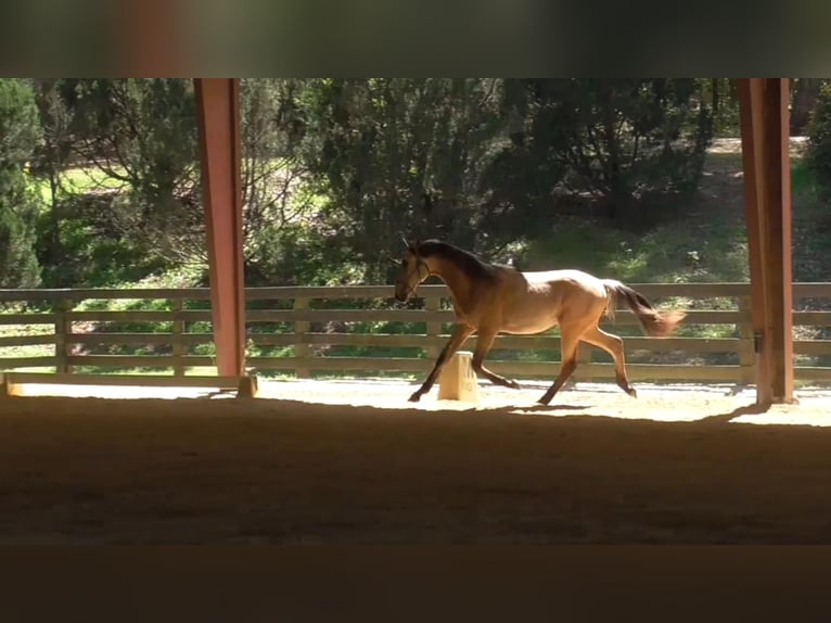 Lusitanos Hengst 1 Jahr Buckskin in Commerce, GA