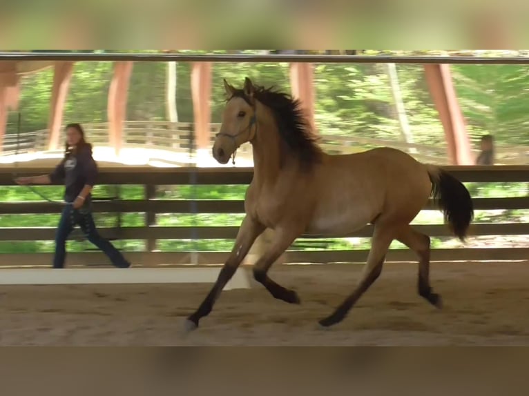 Lusitanos Hengst 1 Jahr Buckskin in Commerce, GA