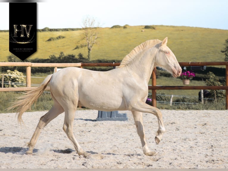 Lusitanos Hengst 1 Jahr Cremello in Marly-sous-Issy