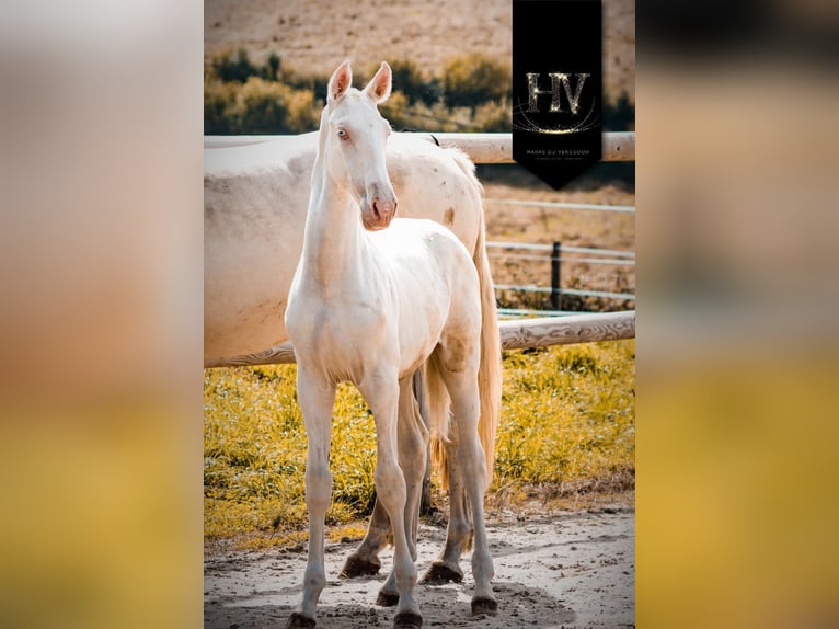 Lusitanos Hengst 1 Jahr Cremello in Marly-sous-Issy