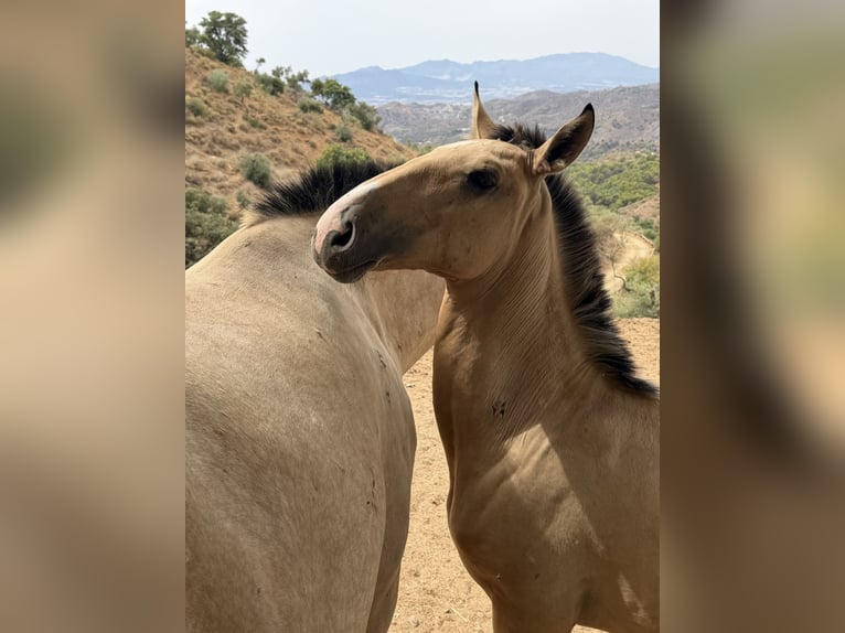 Lusitanos Hengst 1 Jahr  in Malaga
