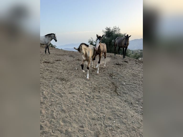 Lusitanos Hengst 1 Jahr  in Malaga