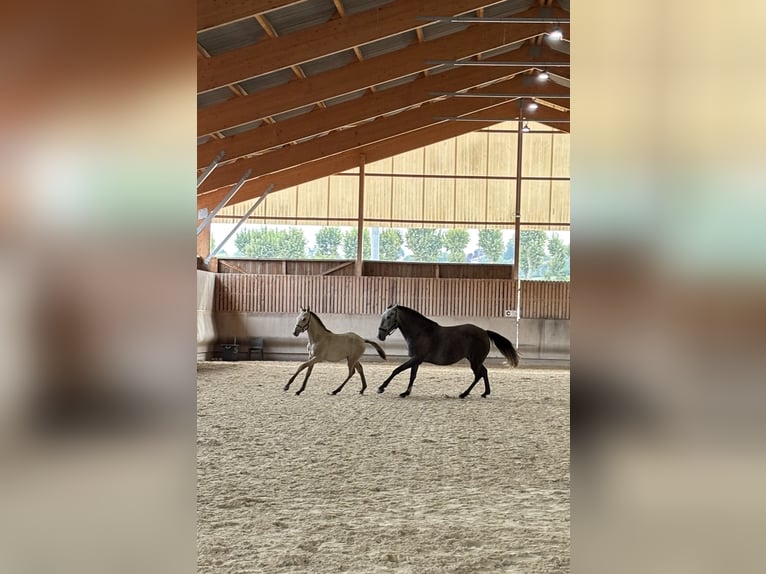 Lusitanos Hengst 1 Jahr Falbe in Saint Marcel en Marcillat