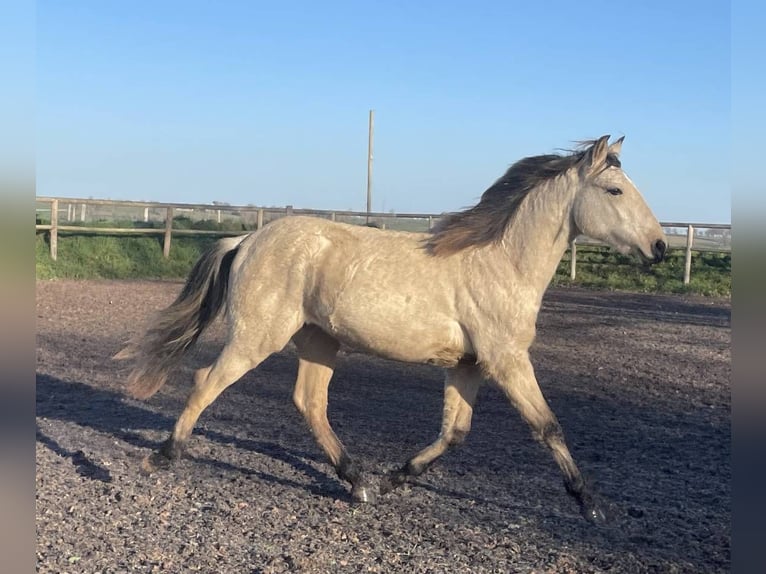 Lusitanos Hengst 1 Jahr Falbe in Saint Marcel en Marcillat