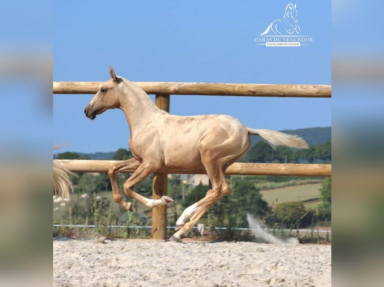 Lusitanos Hengst 1 Jahr Palomino in Marly-sous-Issy