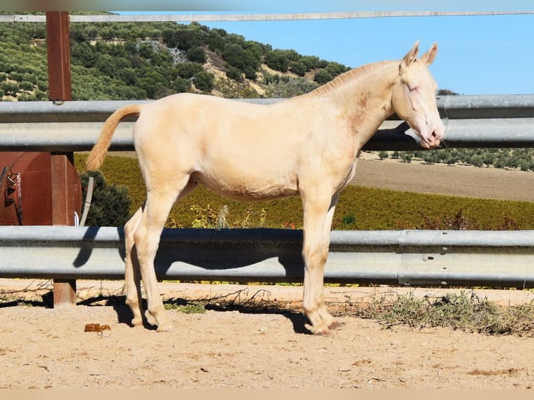 Lusitanos Hengst 1 Jahr Perlino in Provinz Cordoba