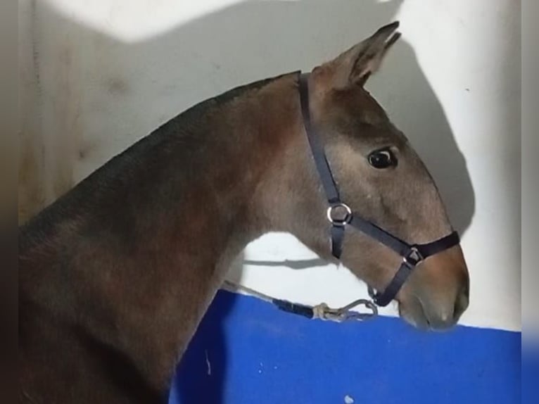 Lusitanos Hengst 1 Jahr Schimmel in Las Piñas