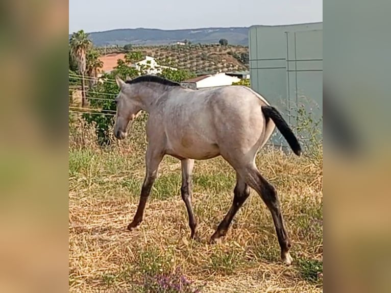 Lusitanos Hengst 1 Jahr Schimmel in Las Pi&#xF1;as