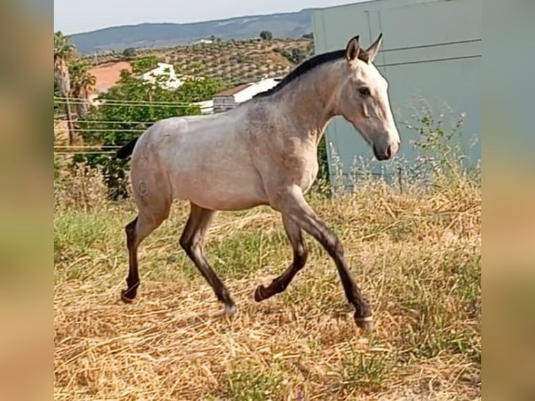 Lusitanos Hengst 1 Jahr Schimmel in Las Pi&#xF1;as