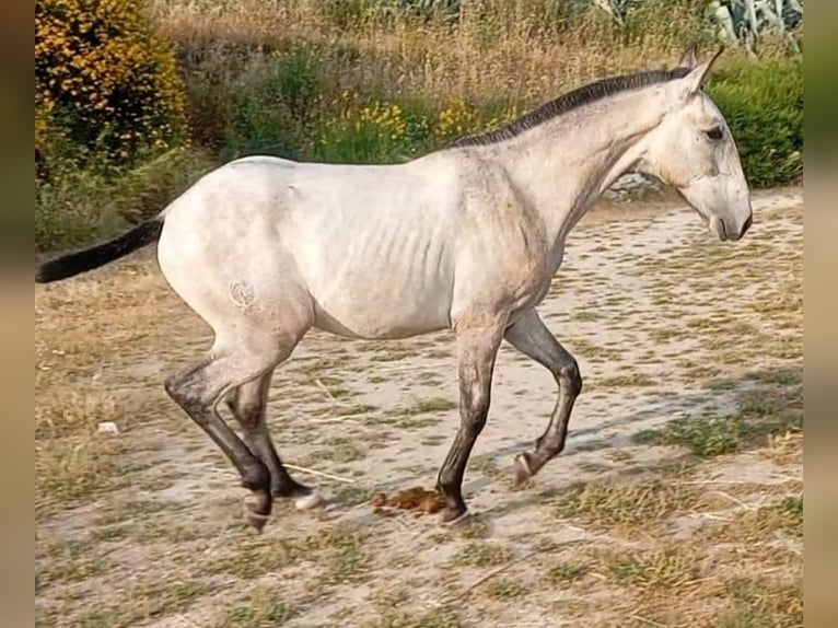 Lusitanos Hengst 1 Jahr Schimmel in Las Pi&#xF1;as