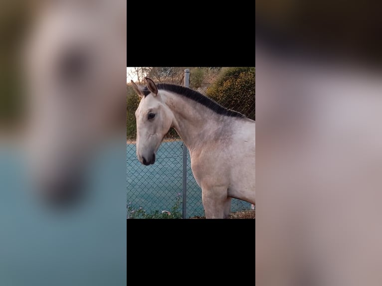 Lusitanos Hengst 1 Jahr Schimmel in Las Pi&#xF1;as