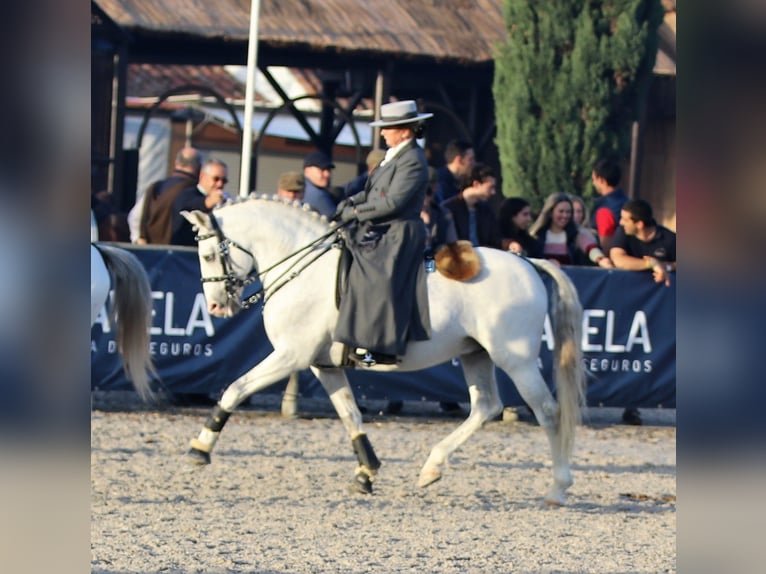 Lusitanos Hengst 20 Jahre 160 cm Schimmel in Ribamar