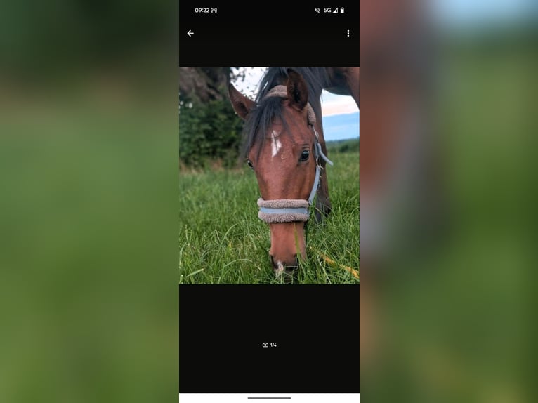 Lusitanos Hengst 2 Jahre 148 cm Brauner in Sta&#xDF;furt