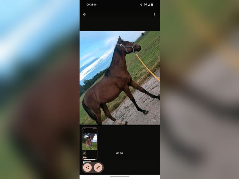 Lusitanos Hengst 2 Jahre 148 cm Brauner in Sta&#xDF;furt