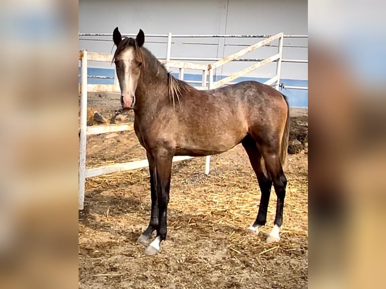 Lusitanos Hengst 2 Jahre 154 cm Schimmel in Huelva