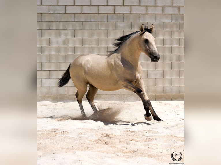 Lusitanos Hengst 2 Jahre 155 cm Falbe in Navalperal De Pinares