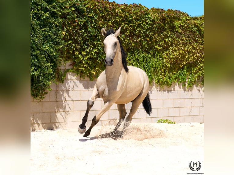 Lusitanos Hengst 2 Jahre 155 cm Falbe in Navalperal De Pinares