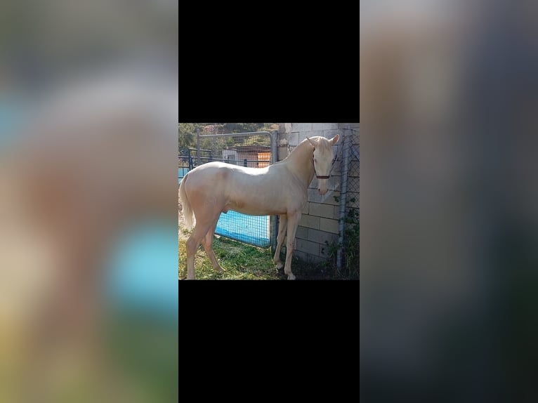 Lusitanos Hengst 2 Jahre 155 cm Perlino in Facinas