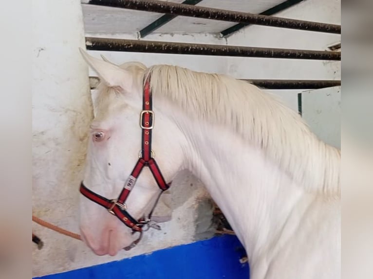 Lusitanos Hengst 2 Jahre 155 cm Perlino in Facinas