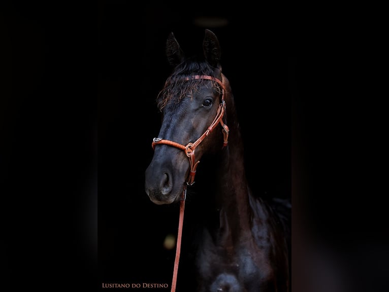Lusitanos Mix Hengst 2 Jahre 155 cm Rappe in Générac