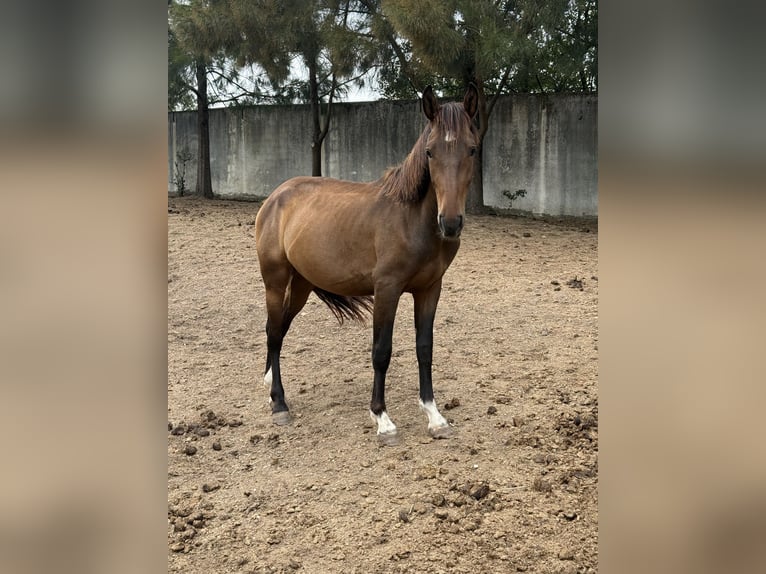 Lusitanos Mix Hengst 2 Jahre 155 cm Rotbrauner in Casal do Ralha