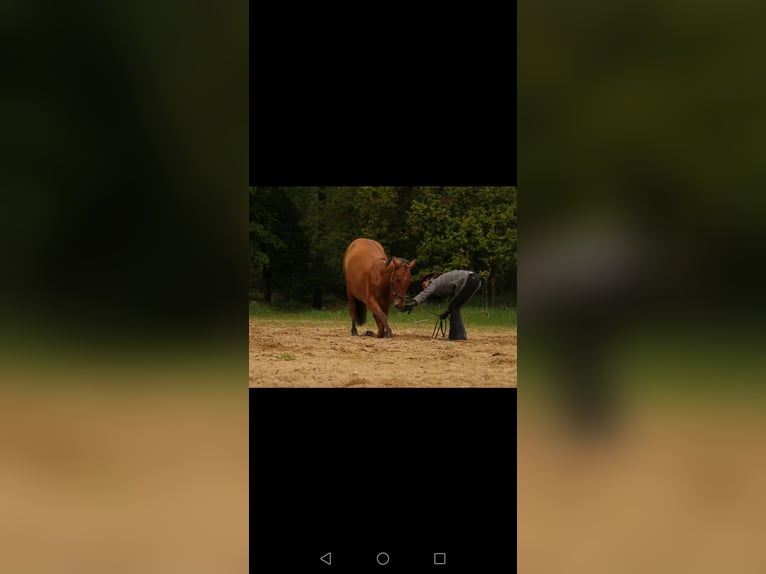 Lusitanos Hengst 2 Jahre 156 cm Brauner in Marnheim
