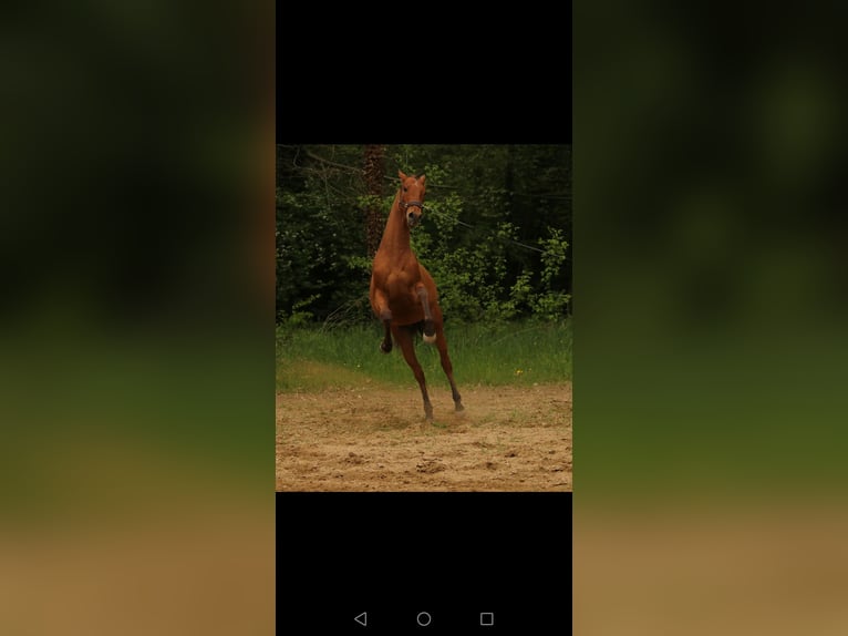 Lusitanos Hengst 2 Jahre 156 cm Brauner in Marnheim