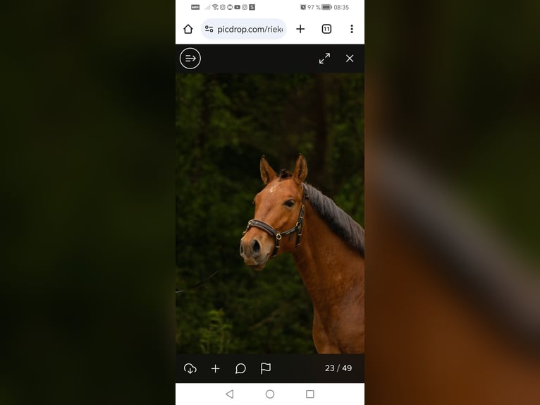 Lusitanos Hengst 2 Jahre 156 cm Brauner in Marnheim