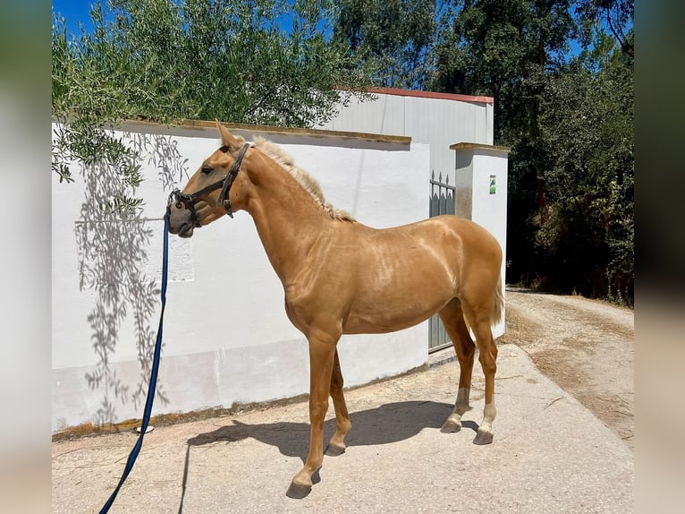 Lusitanos Hengst 2 Jahre 157 cm Palomino in Ourém
