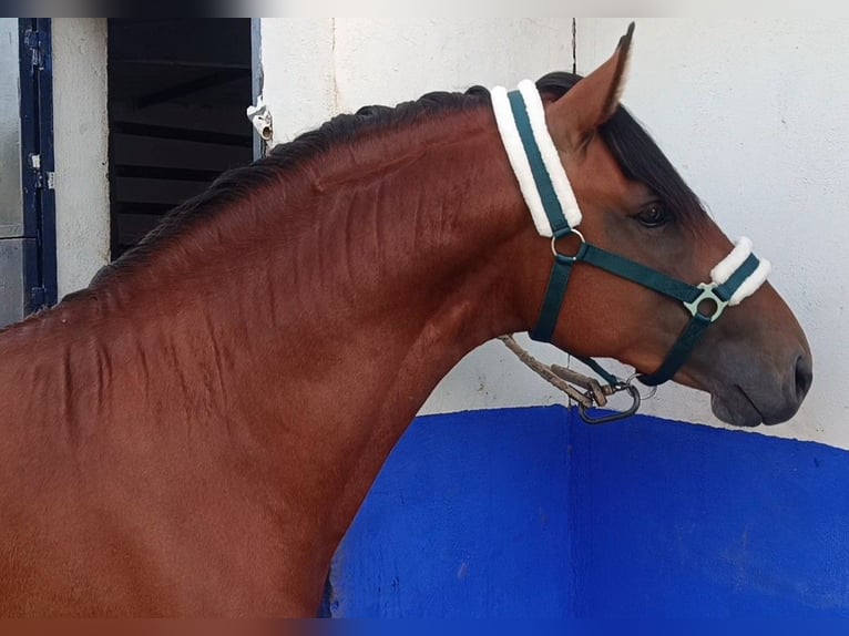Lusitanos Hengst 2 Jahre 158 cm Brauner in Alcala Del Vallevalle