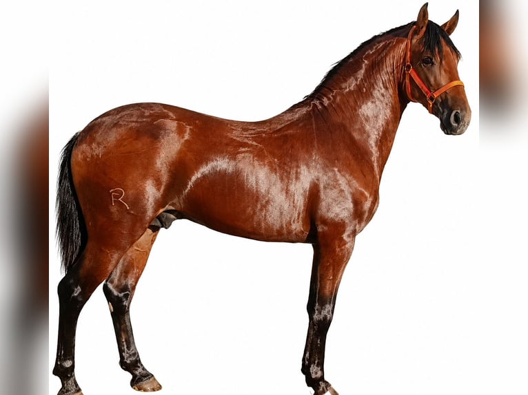 Lusitanos Hengst 2 Jahre 158 cm Brauner in Alcala Del Vallevalle