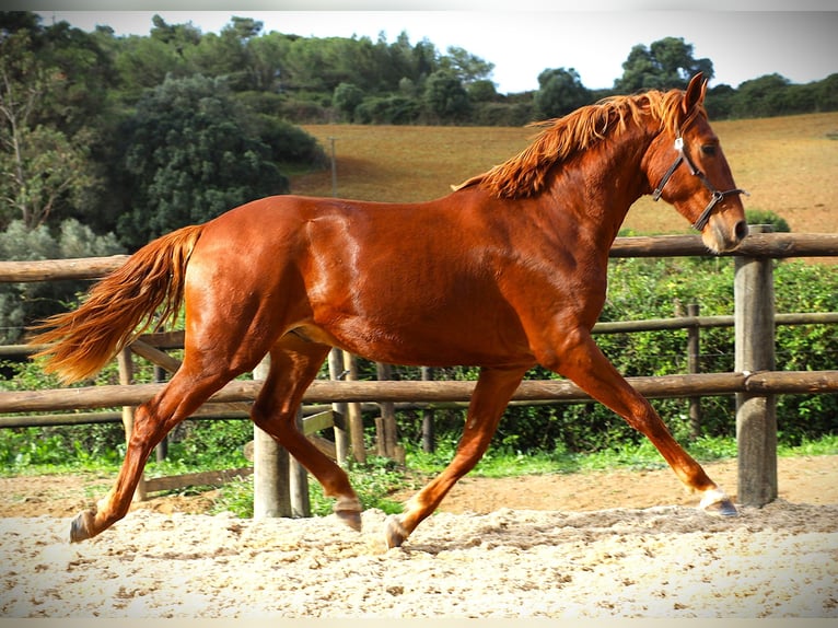 Lusitanos Hengst 2 Jahre 159 cm Fuchs in Ribamar