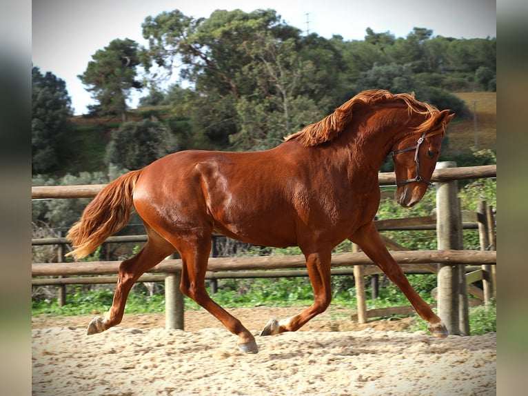 Lusitanos Hengst 2 Jahre 159 cm Fuchs in Ribamar