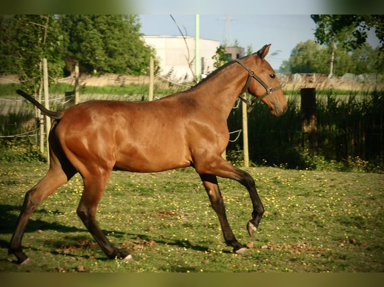 Lusitanos Hengst 2 Jahre 160 cm Brauner in Bredene