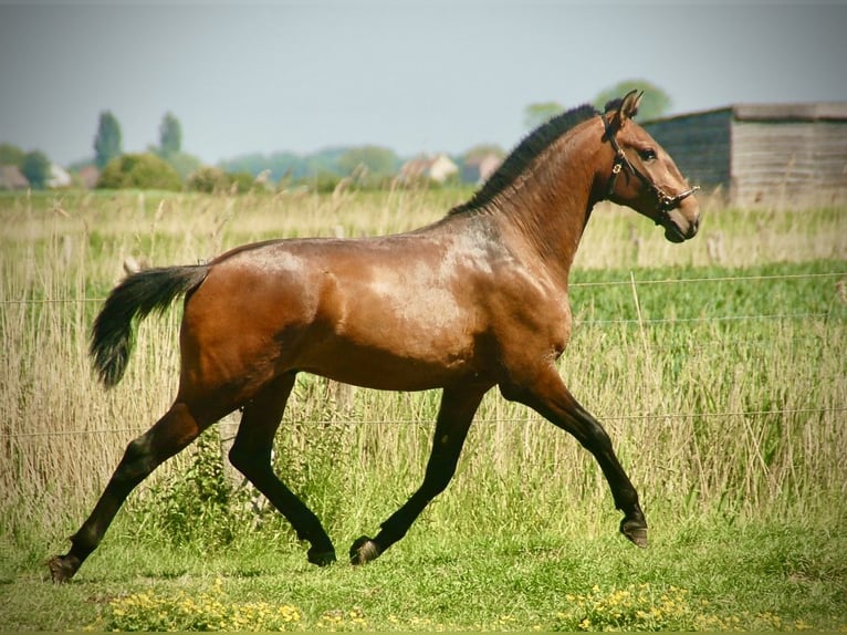 Lusitanos Hengst 2 Jahre 160 cm Brauner in Bredene
