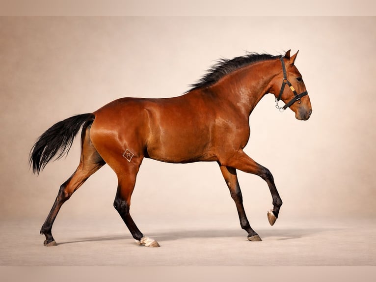 Lusitanos Hengst 2 Jahre 160 cm Brauner in Navas Del Madroño