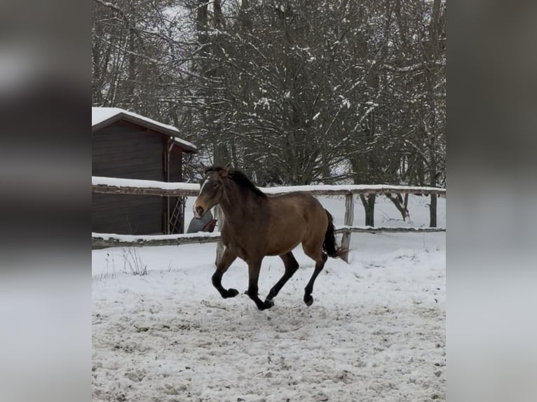 Lusitanos Hengst 2 Jahre 160 cm Buckskin in Herborn