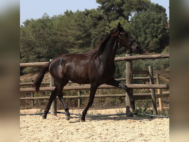 Lusitanos Hengst 2 Jahre 160 cm Rappe in Ribamar