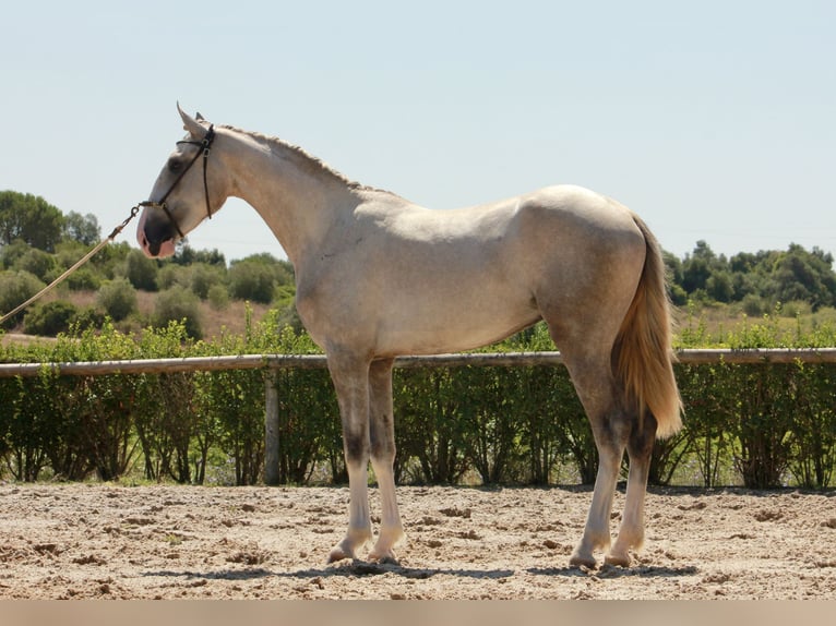 Lusitanos Hengst 2 Jahre 160 cm Schimmel in Cartaxo