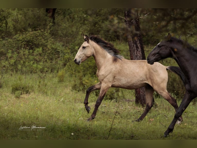Lusitanos Hengst 2 Jahre 161 cm Buckskin in Rio Maior