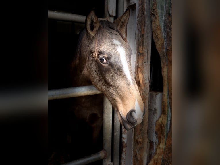 Lusitanos Hengst 2 Jahre 161 cm Buckskin in Herborn