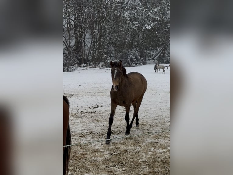 Lusitanos Hengst 2 Jahre 161 cm Buckskin in Herborn