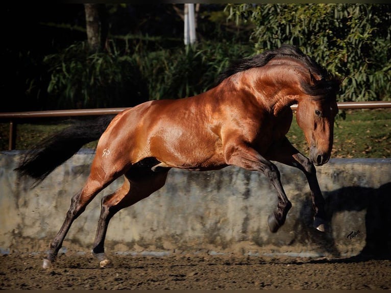 Lusitanos Hengst 2 Jahre 163 cm Rotbrauner in Stockton