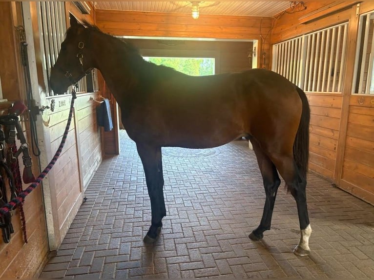 Lusitanos Hengst 2 Jahre 163 cm Rotbrauner in Stockton
