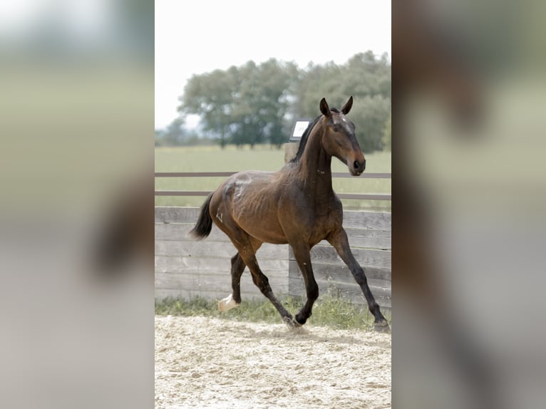 Lusitanos Hengst 2 Jahre 163 cm Schimmel in GROSPIERRES