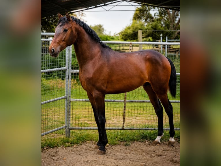 Lusitanos Hengst 2 Jahre 164 cm Brauner in Hagen im Bremischen