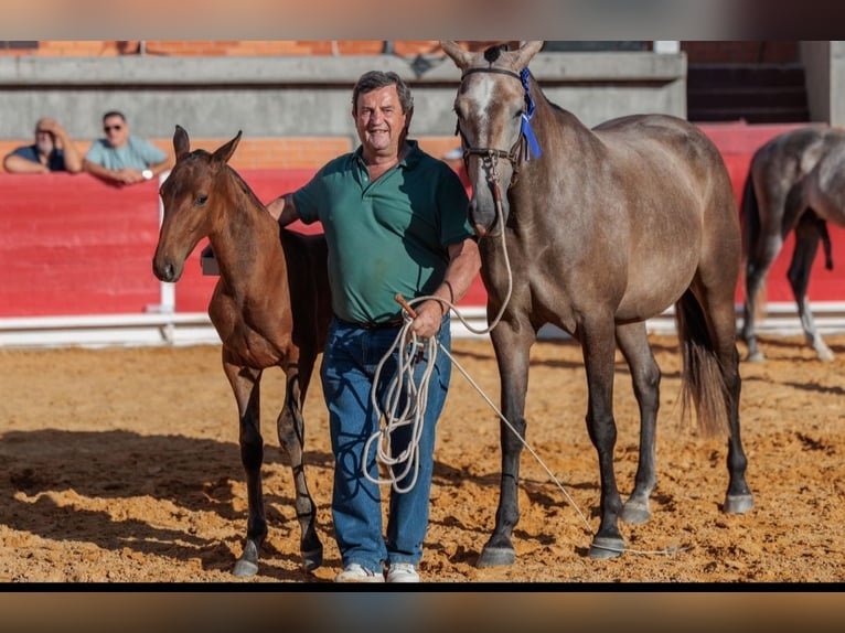Lusitanos Hengst 2 Jahre 164 cm Brauner in Idanha-A-Nova