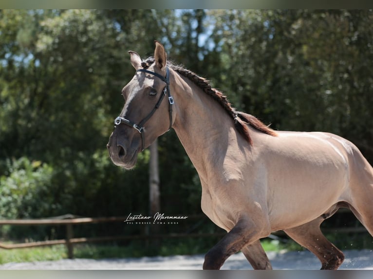 Lusitanos Hengst 2 Jahre 164 cm Grullo in Ribeira de São João