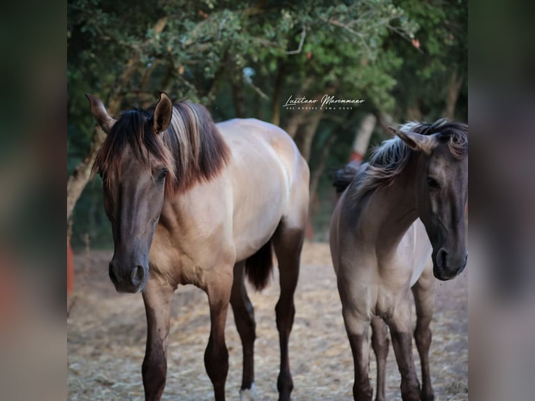 Lusitanos Hengst 2 Jahre 164 cm Grullo in Ribeira de São João